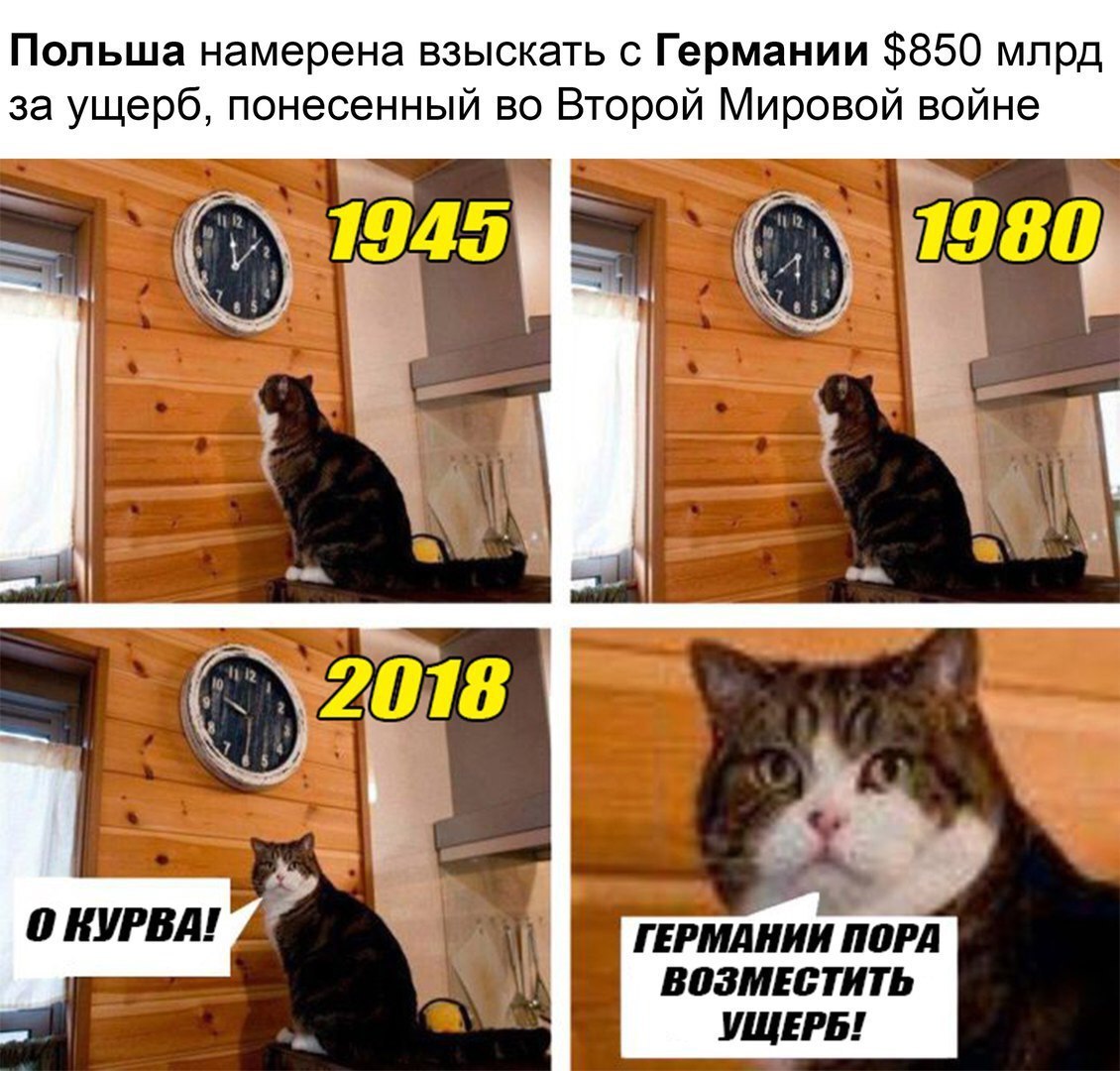 The main thing is to wait for the right moment! - Germany, Poland, Damage, The Second World War, cat