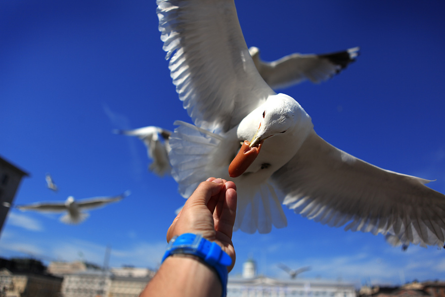 Seagull and hot dog - My, Seagulls, Birds, Hot Dog, Finland, Helsinki