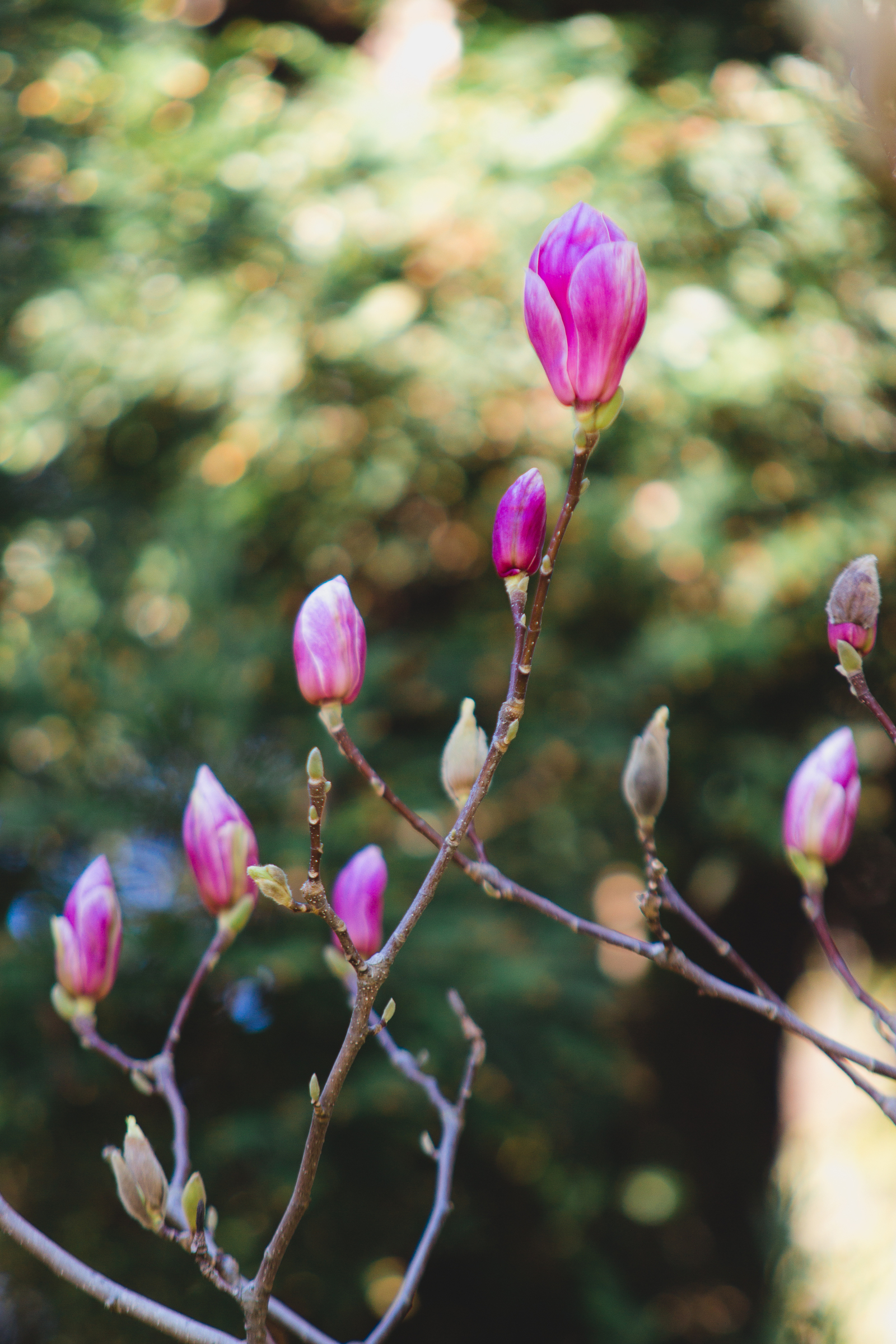 Spring in Lazarevsky (almost Sochi) - My, Sochi, Spring, Flowers, Nature, Bloom, Mimosa, The photo, Longpost