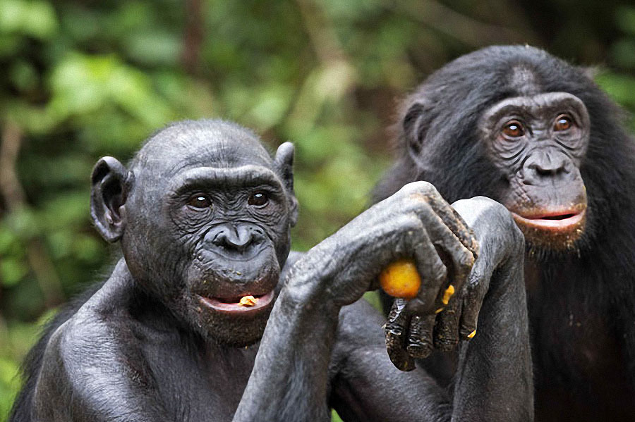 Заповедник “Lola ya Bonobo” в Конго - Заповедники и заказники, Конго, Обезьяна, Африка, Бонобо, Карликовые шимпанзе, Длиннопост