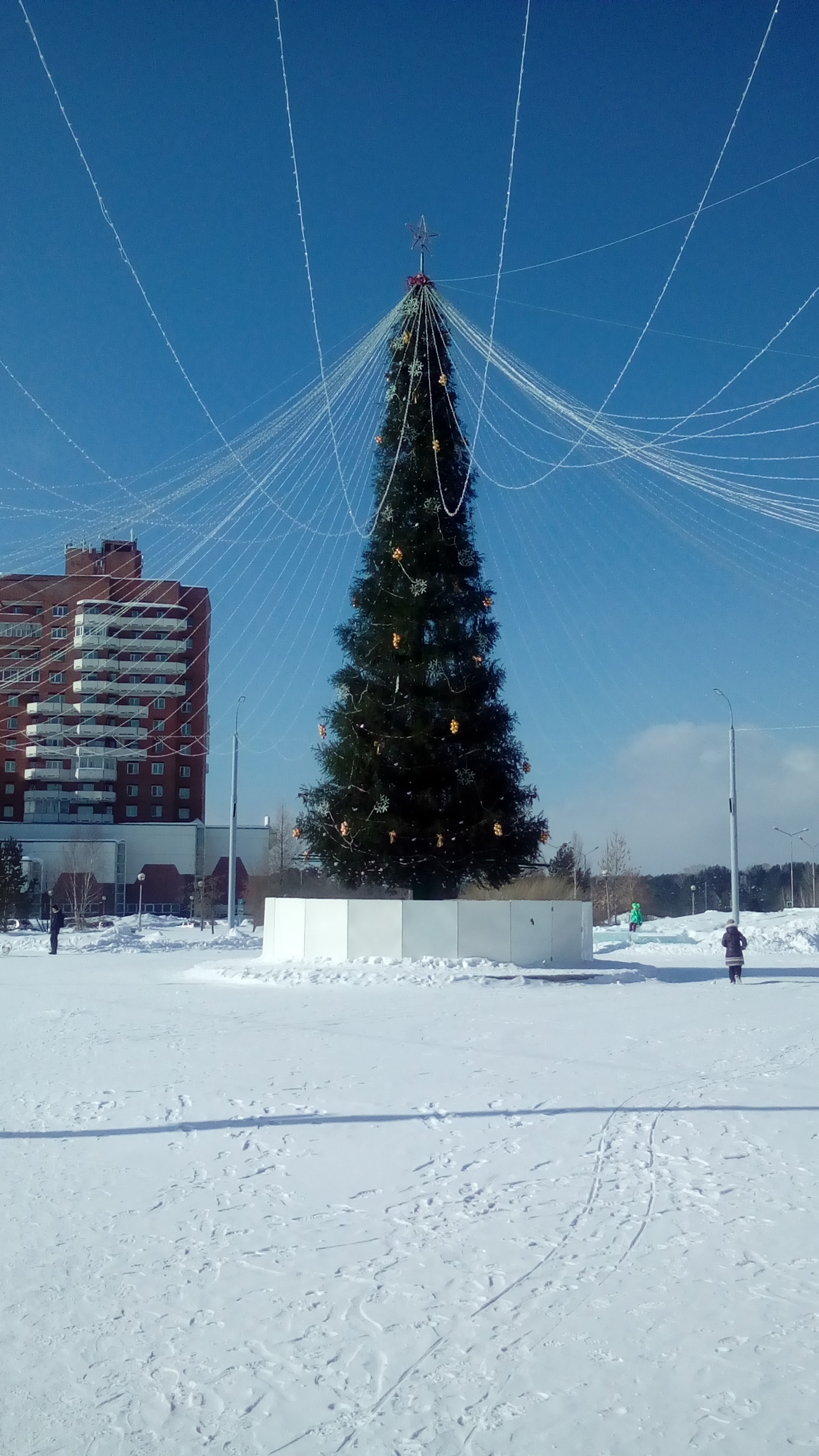 March 8 was approaching. - My, Christmas trees, Holidays, Negligence, , Zelenogorsk