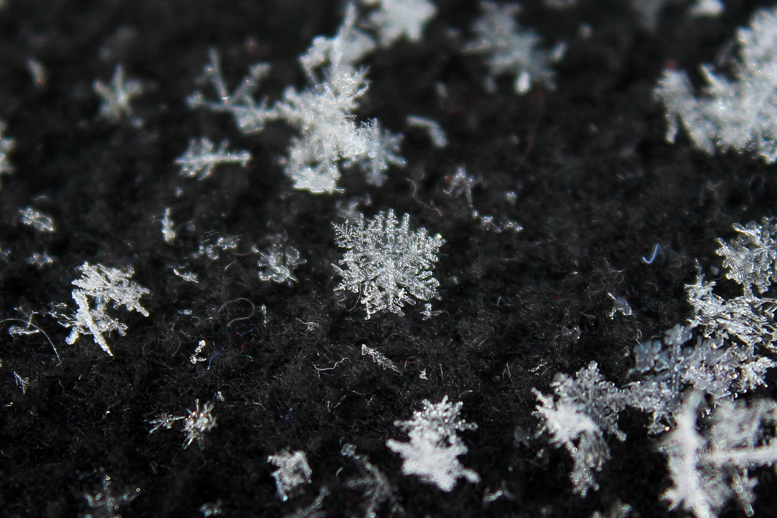 Winter brought beautiful snow - My, My, The photo, Macro, Canon, , Snow, Longpost, Macro photography