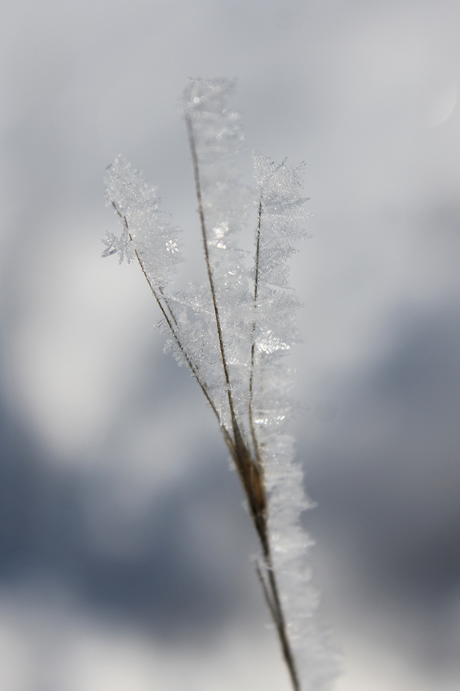 Winter brought beautiful snow - My, My, The photo, Macro, Canon, , Snow, Longpost, Macro photography