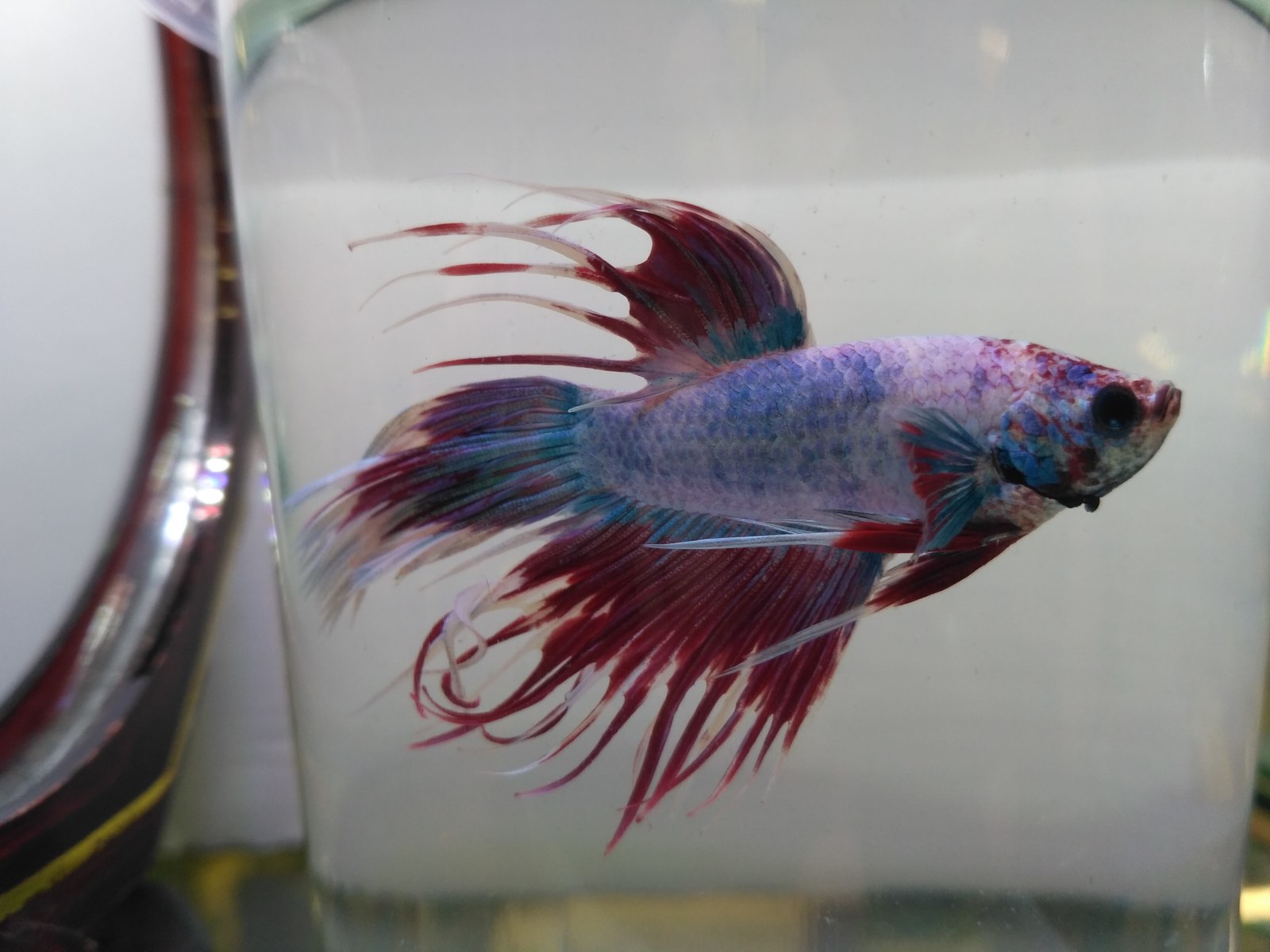 My cockerels, aka Betta splendens - Aquarium fish, Aquarium, Betta splendens, Longpost