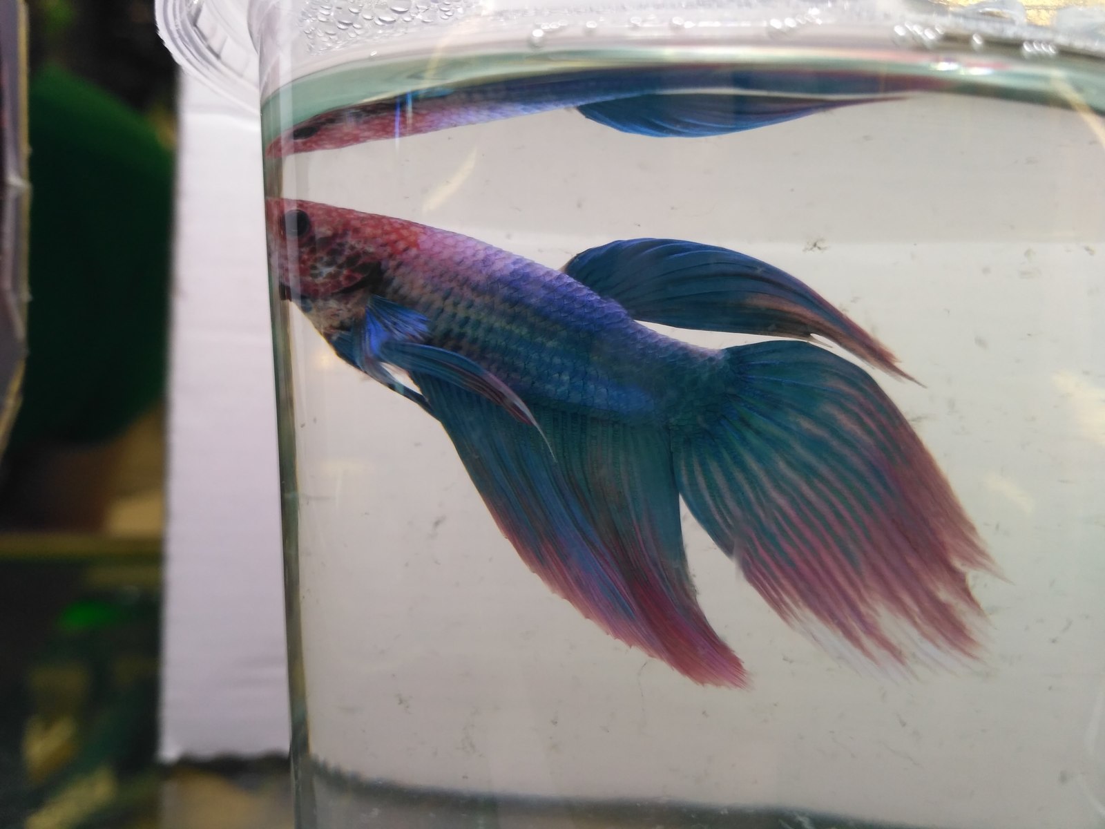 My cockerels, aka Betta splendens - Aquarium fish, Aquarium, Betta splendens, Longpost