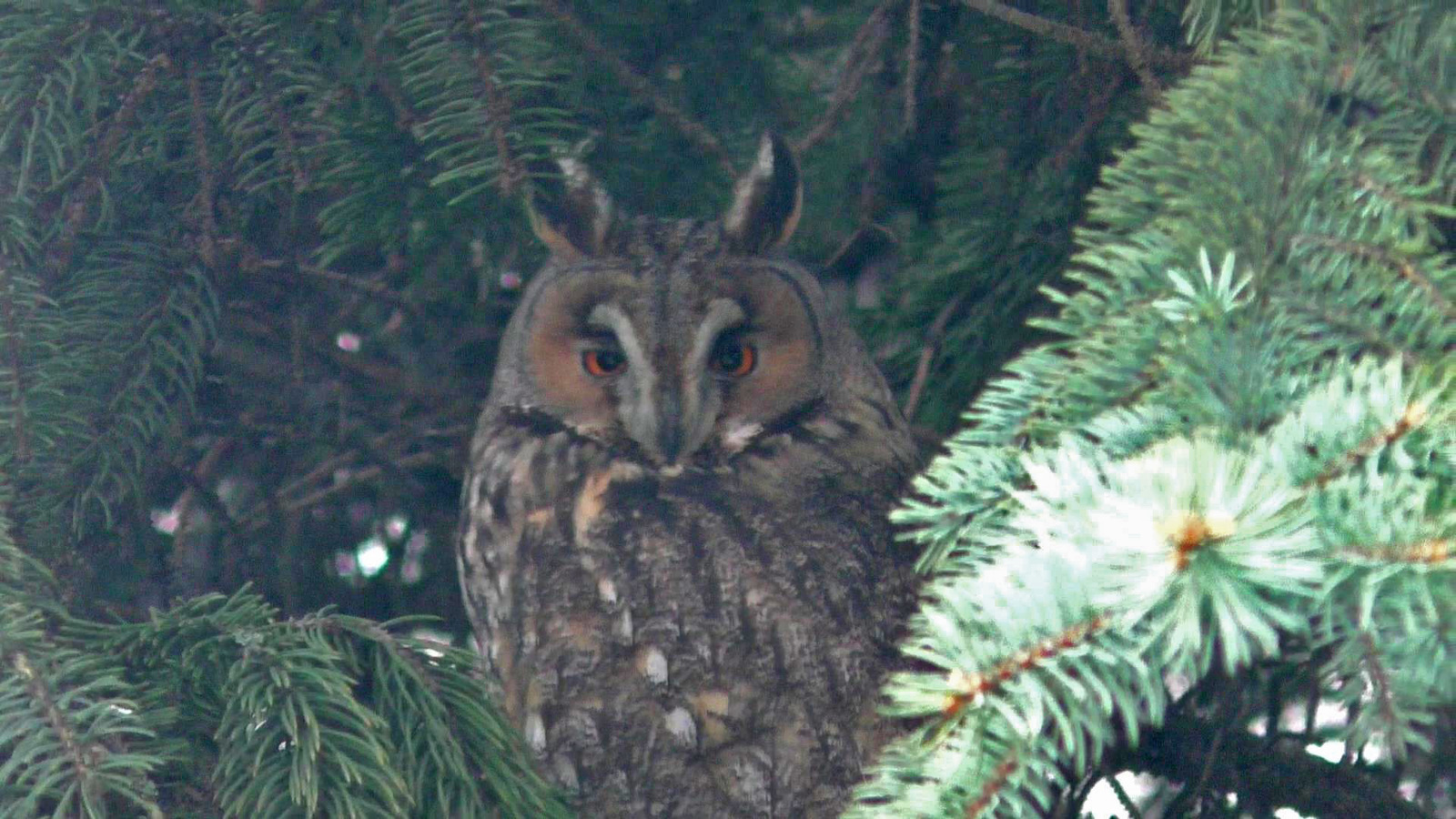 feathered spy - My, Owl, Work, Christmas trees, Spy, Longpost