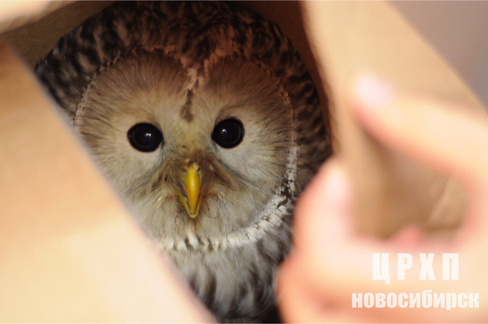 Birds of Prey Rehabilitation Center, Novosibirsk - CRCP, CRCP Novosibirsk, Polar owl, Owl, Help, Longpost, Helping animals