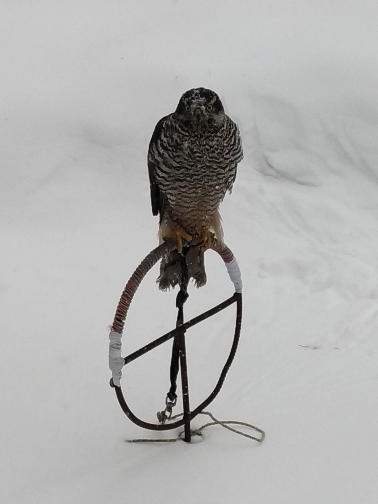 Moscow ornitarium - Owl, Predator birds, Ornitarius, Moscow, Longpost