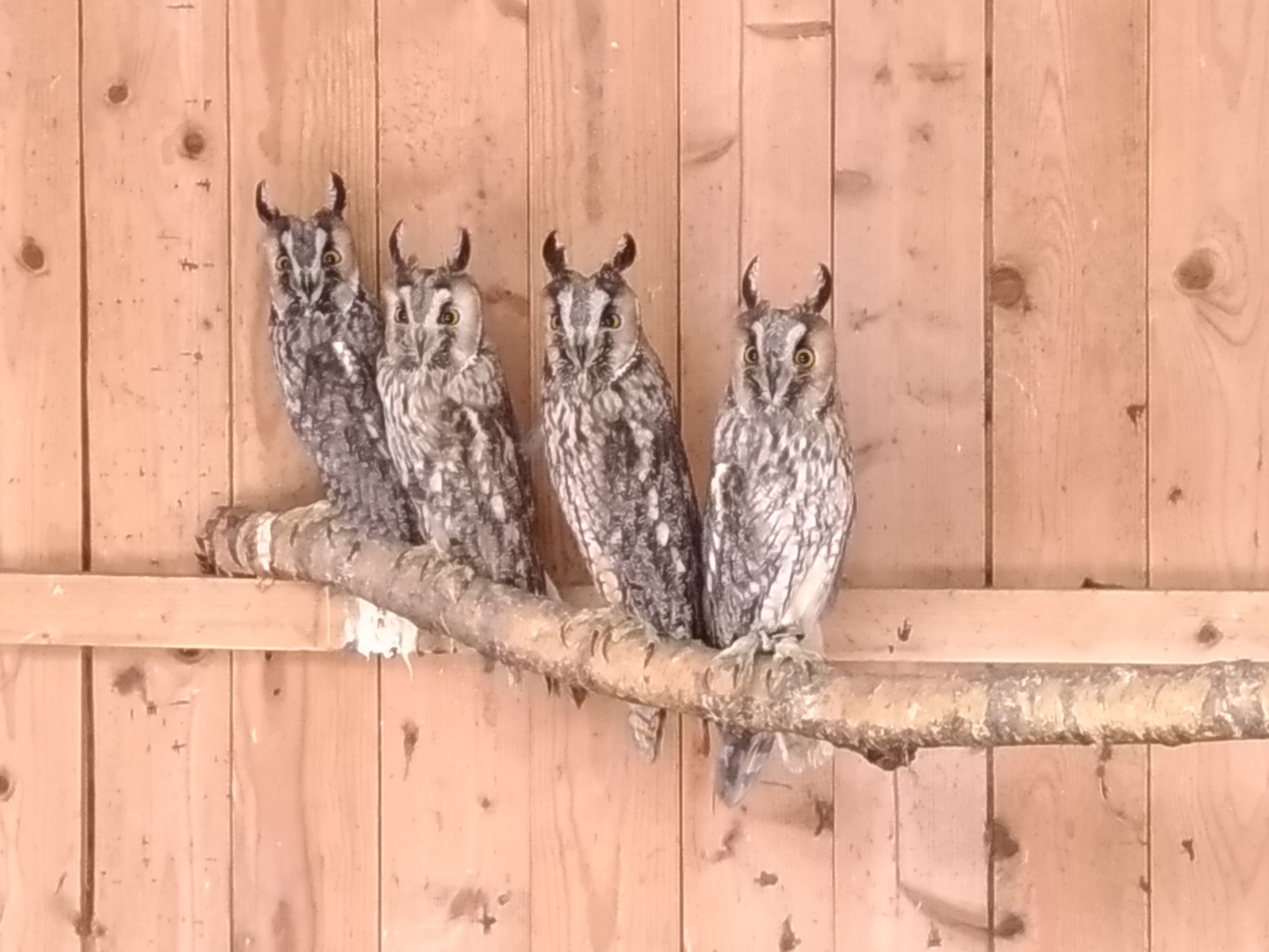 Moscow ornitarium - Owl, Predator birds, Ornitarius, Moscow, Longpost