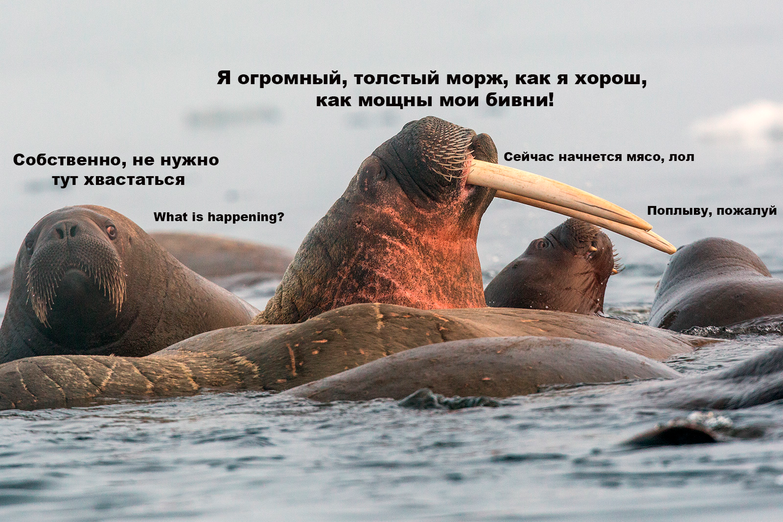 Dominant tusks of walrus Alexei - Walruses, Animals, The photo, Classic