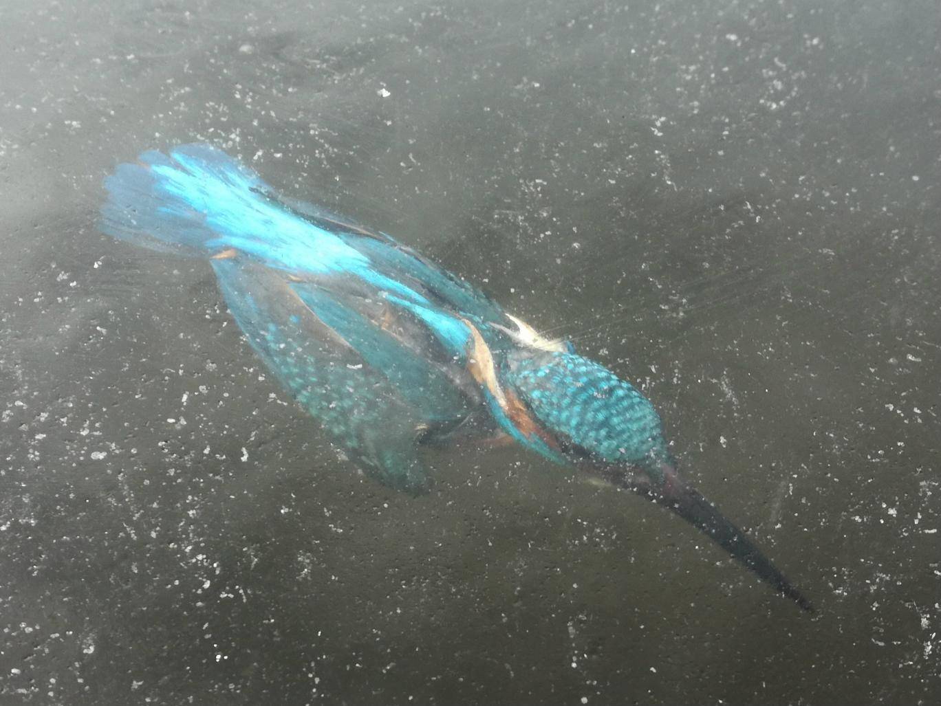 Unlucky kingfisher frozen in ice in Amstredam - Kingfisher, Ice, Amsterdam, The photo, Birds