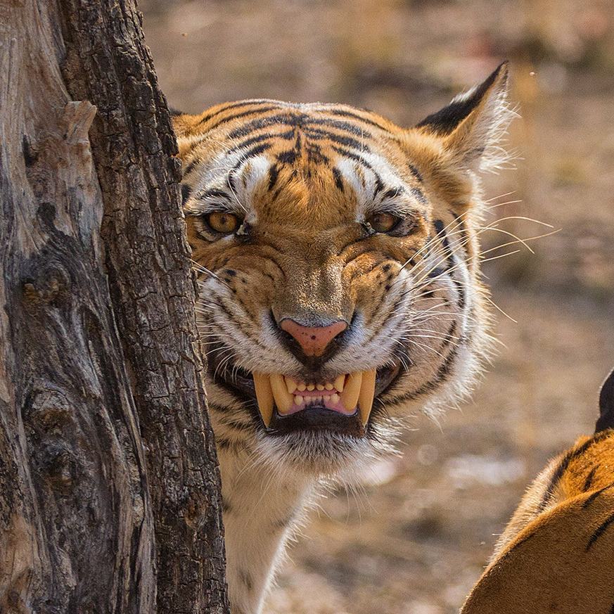 Hollywood smile - The photo, Animals, Tiger, Smile, Grin