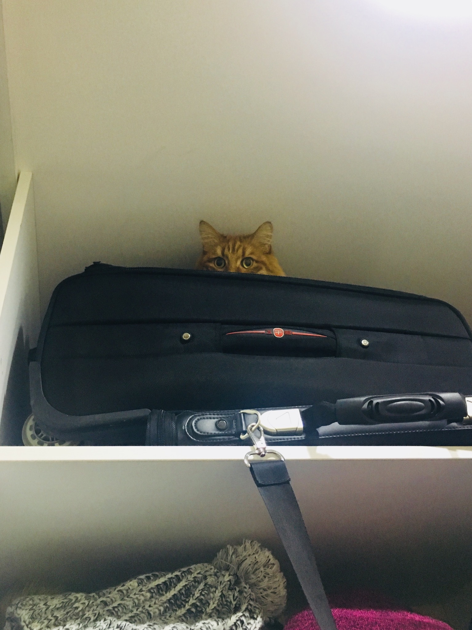 Hide and seek - My, cat, Redheads, Hide and seek