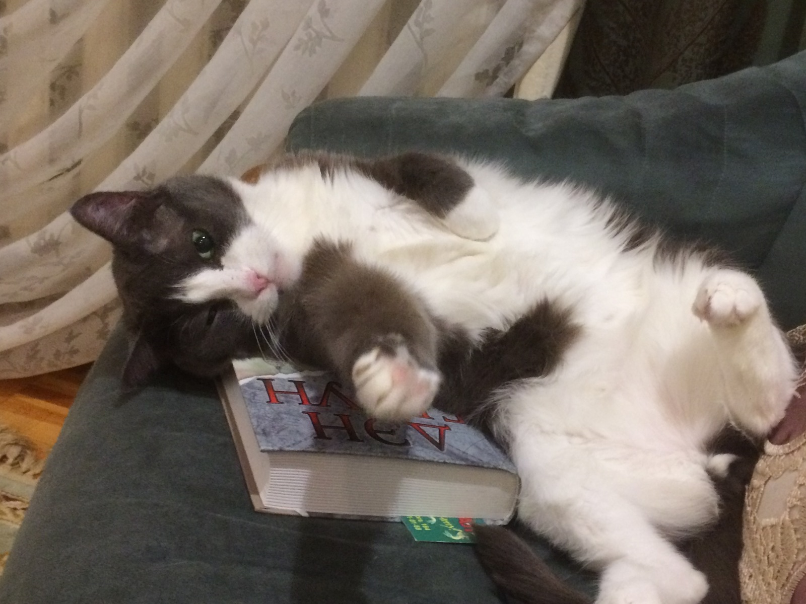 Пирожок весом 6 килограмм | Пикабу