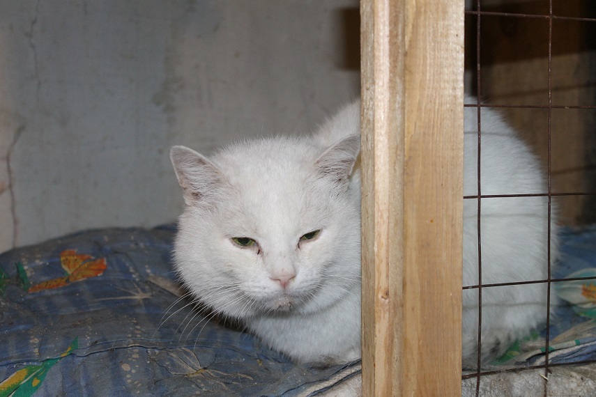 My personal Cotoland 117 - My, cat, Shelter, Lipetsk, Kindness, Help, Longpost, Moscow