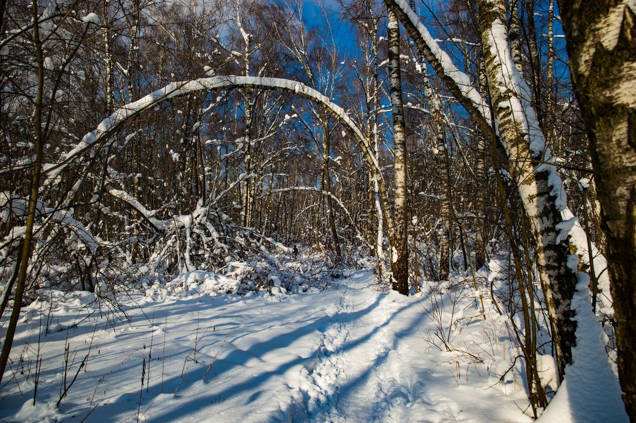 A bit of winter :) Although I want summer. - My, Sony, Winter, Forest, Winter forest, Longpost