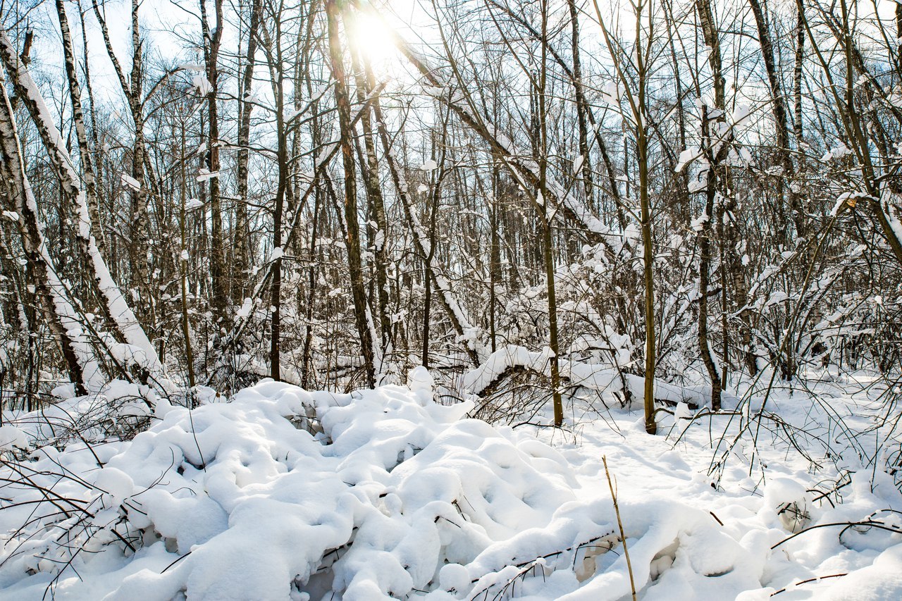 A bit of winter :) Although I want summer. - My, Sony, Winter, Forest, Winter forest, Longpost