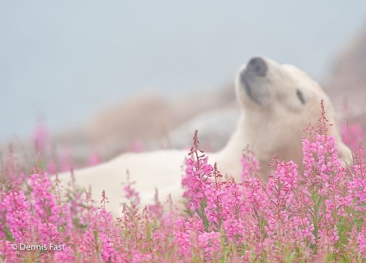 Polar bear - The Bears, Animals, The photo, Longpost, Polar bear