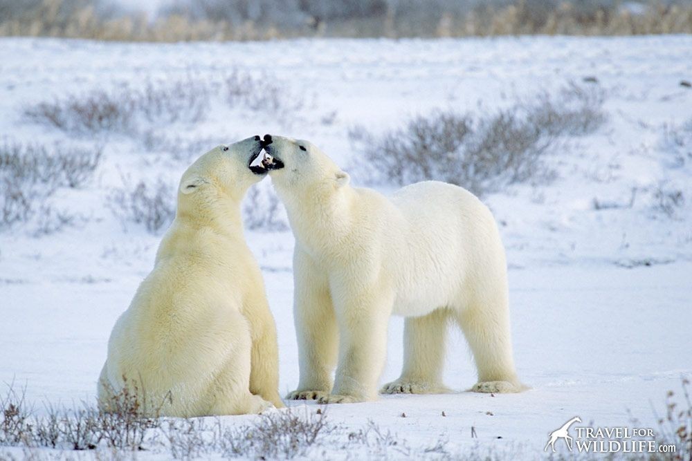 Polar bear - The Bears, Animals, The photo, Longpost, Polar bear