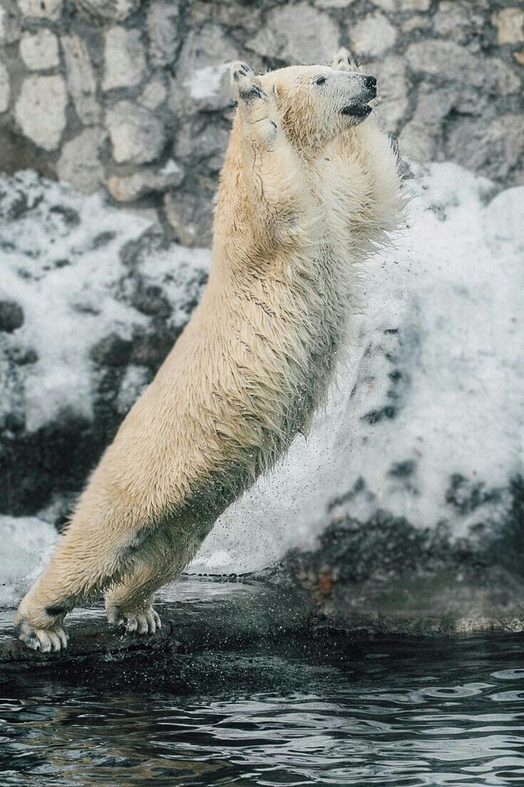 Polar bear - The Bears, Animals, The photo, Longpost, Polar bear