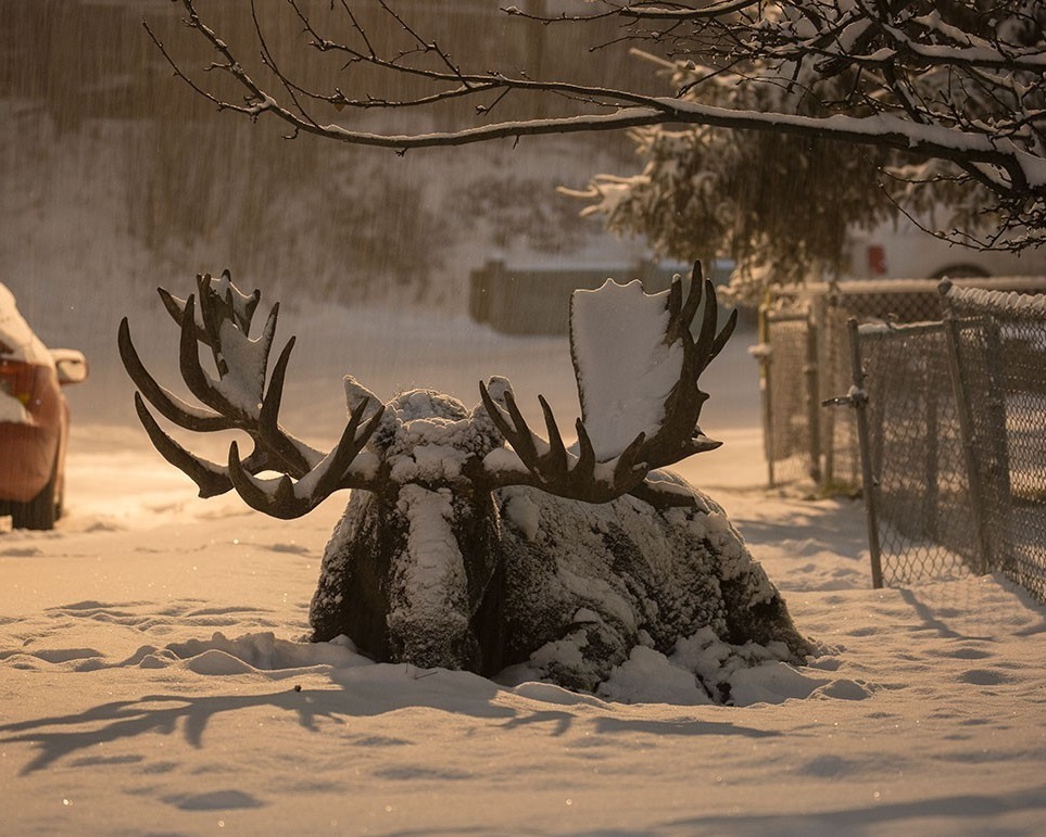 Parked - Elk, Snow, Animals, The photo, Winter