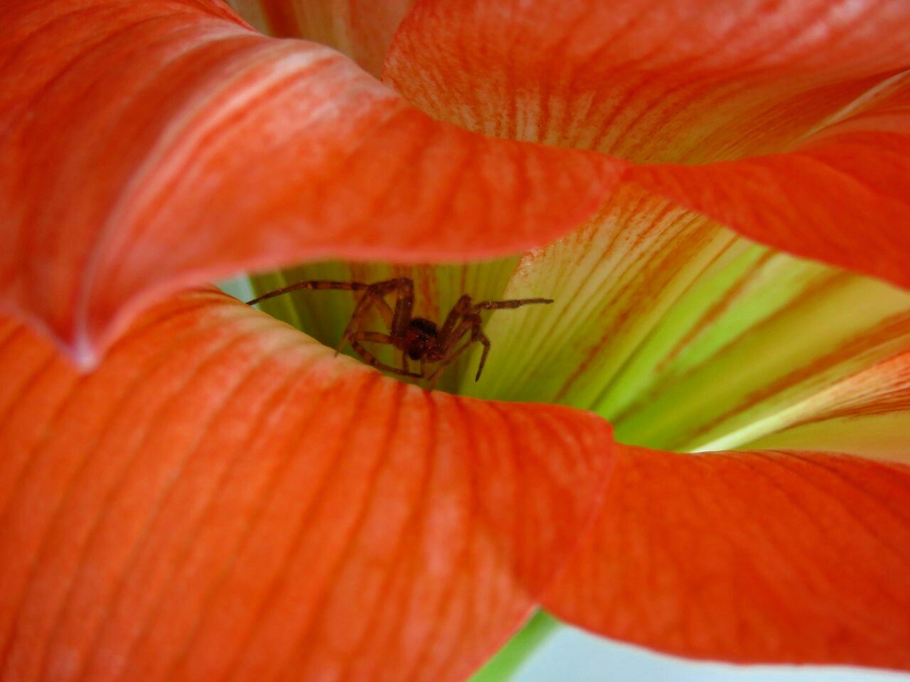 Spider - My, Spider, The photo, Insects, Basil, Flowers, beauty, Adventures, Spring, Longpost