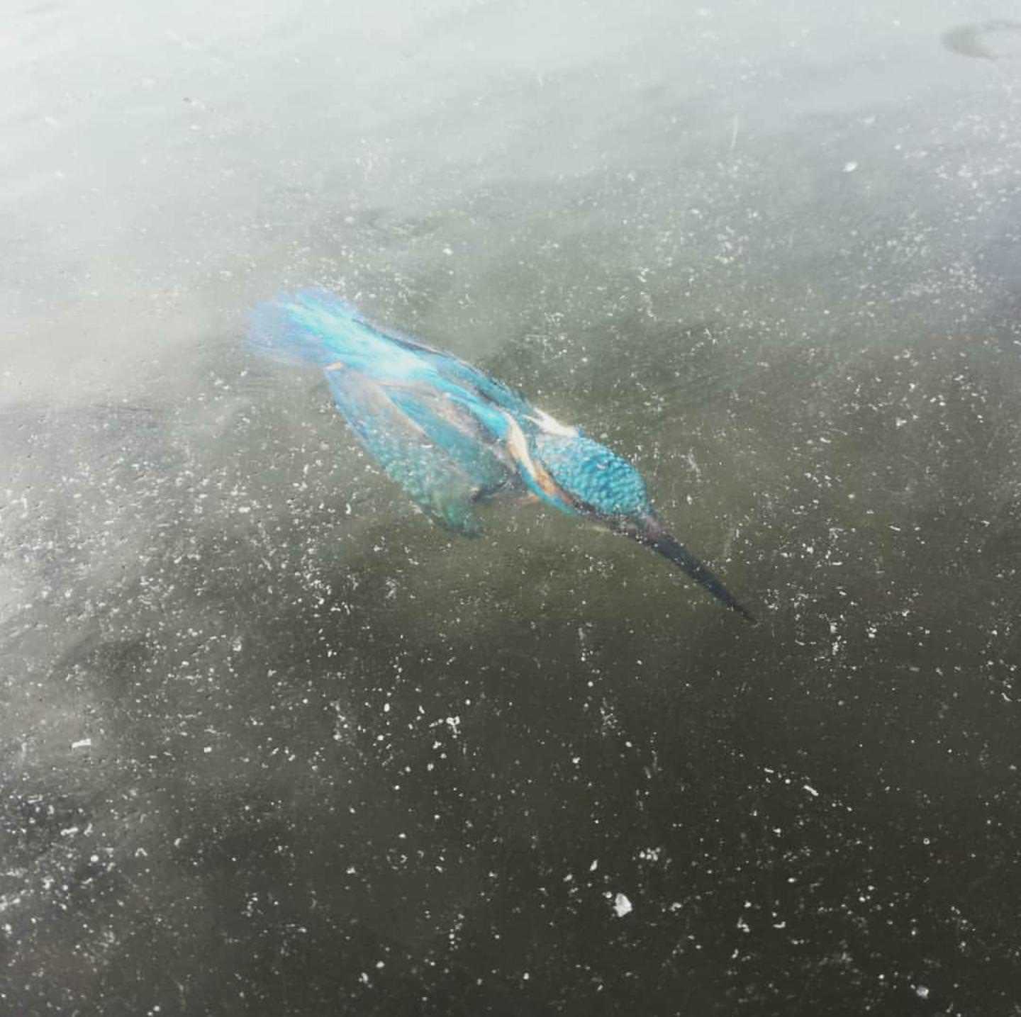 Frozen kingfisher - Ice, Birds, Frozen in the ice