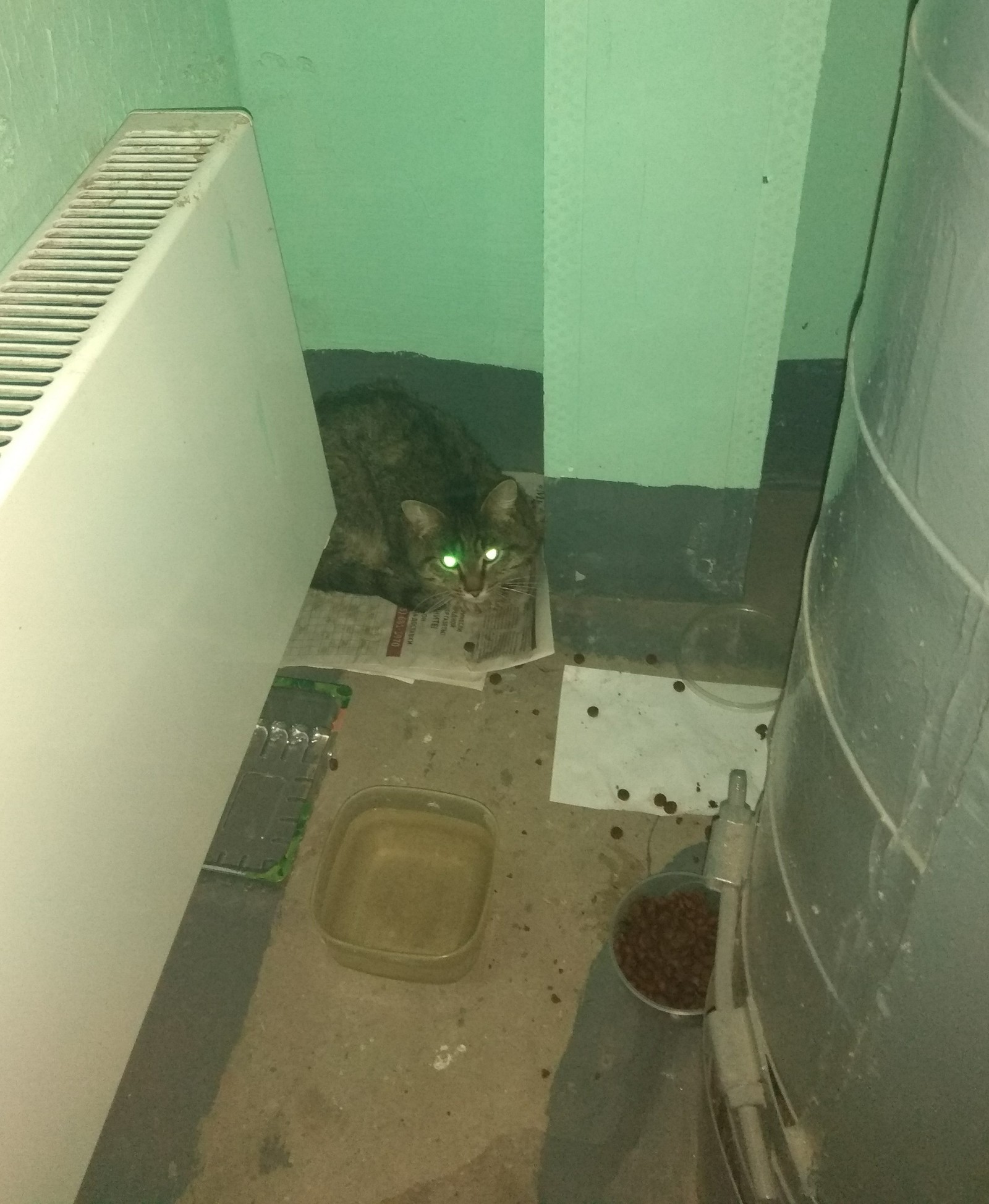 Found a cat! - My, Foundling, cat