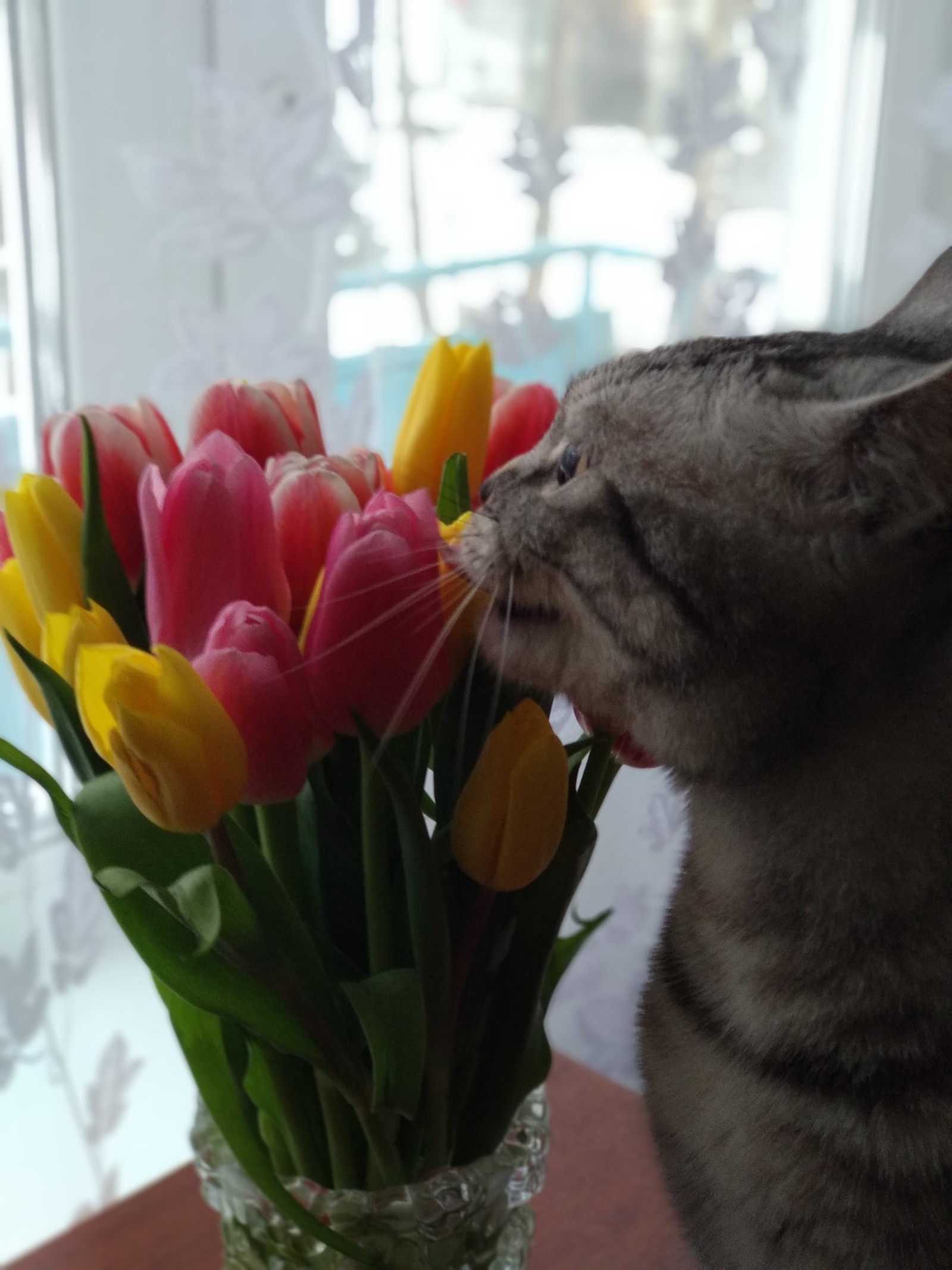 Spring Alice - My, Tulips, Spring, Longpost, cat