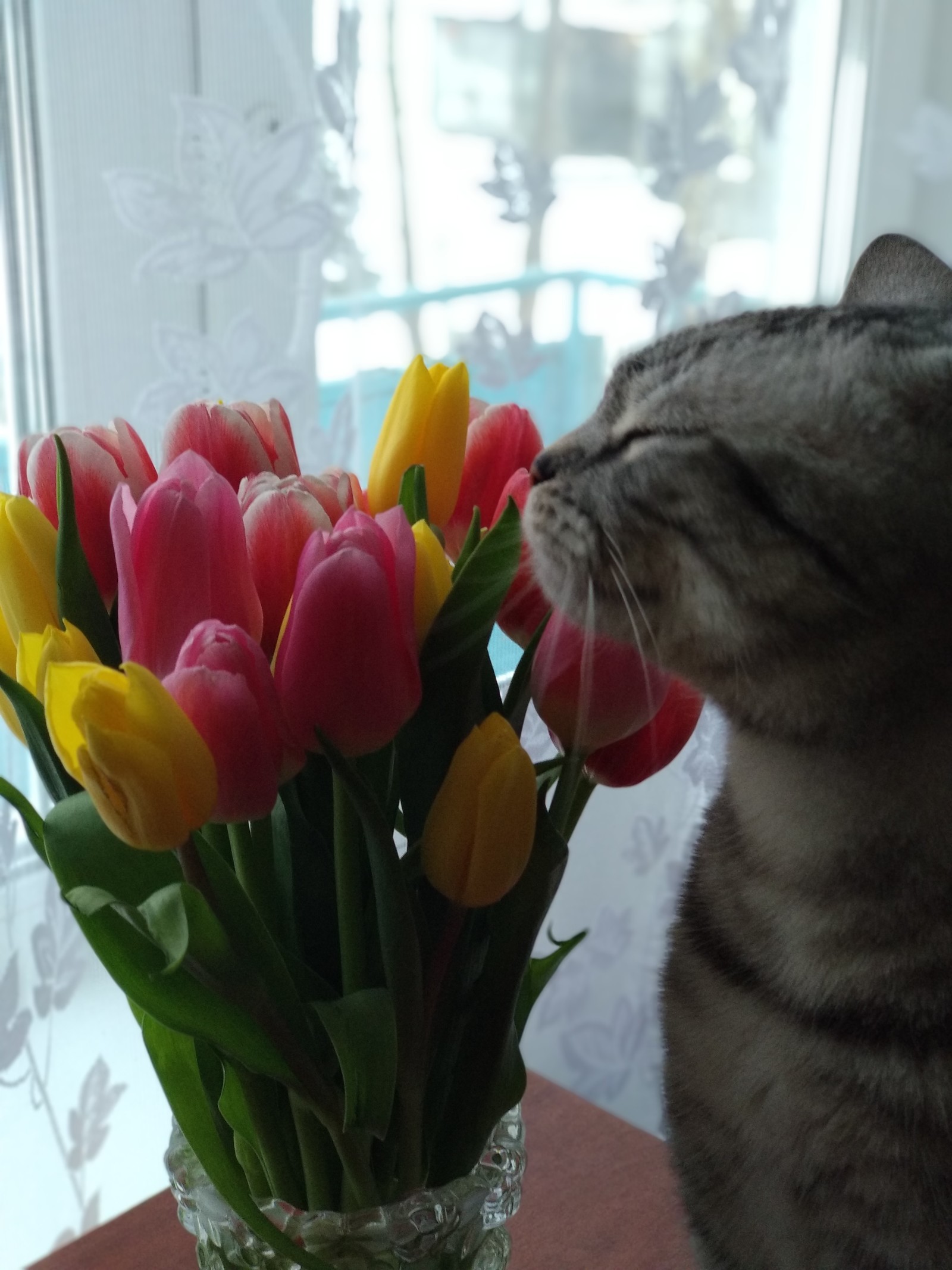 Spring Alice - My, Tulips, Spring, Longpost, cat