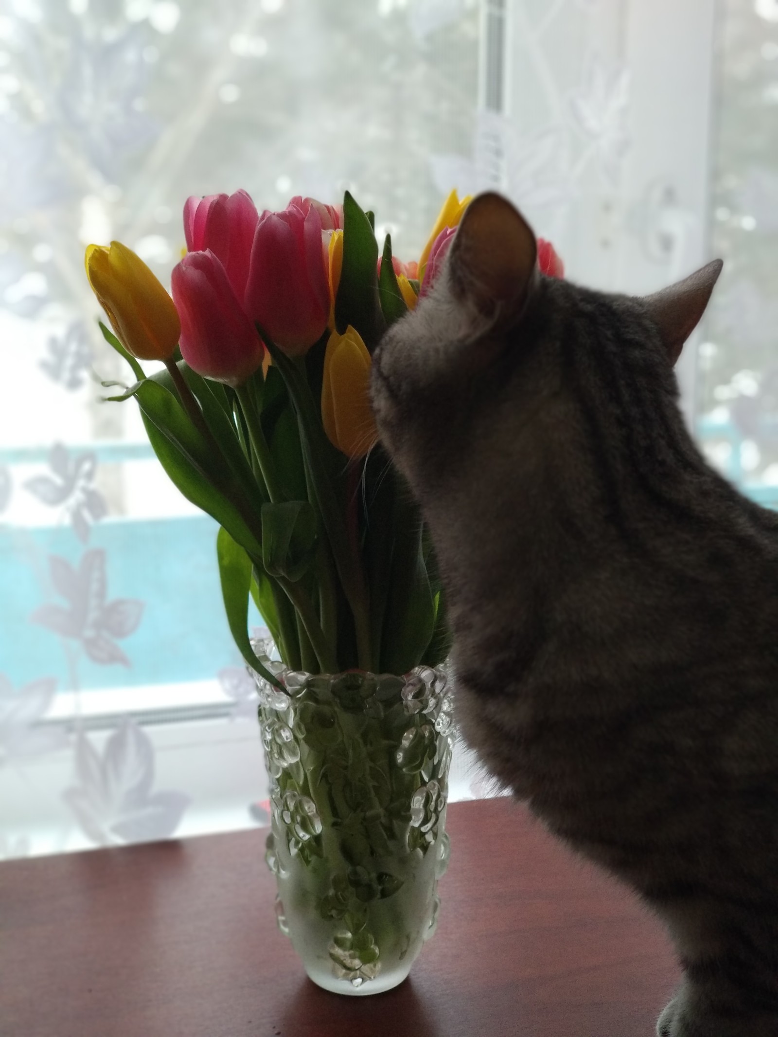 Spring Alice - My, Tulips, Spring, Longpost, cat