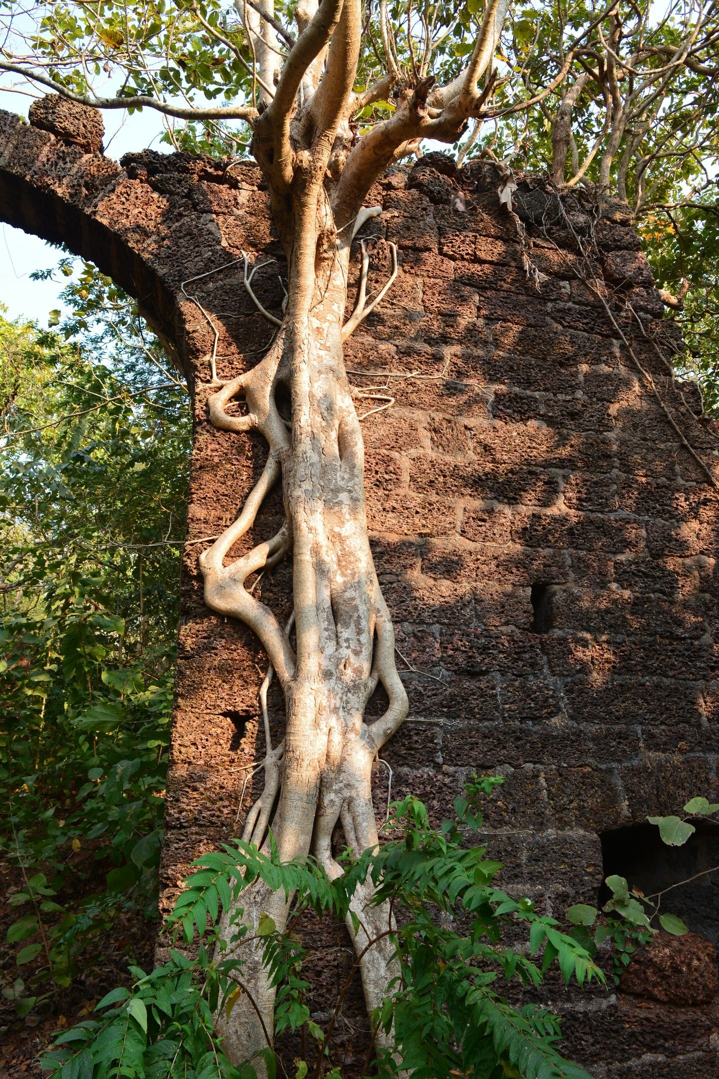 Jungle fort in north Goa - My, Travels, The photo, India, Goa, Abandoned, Fort, Longpost