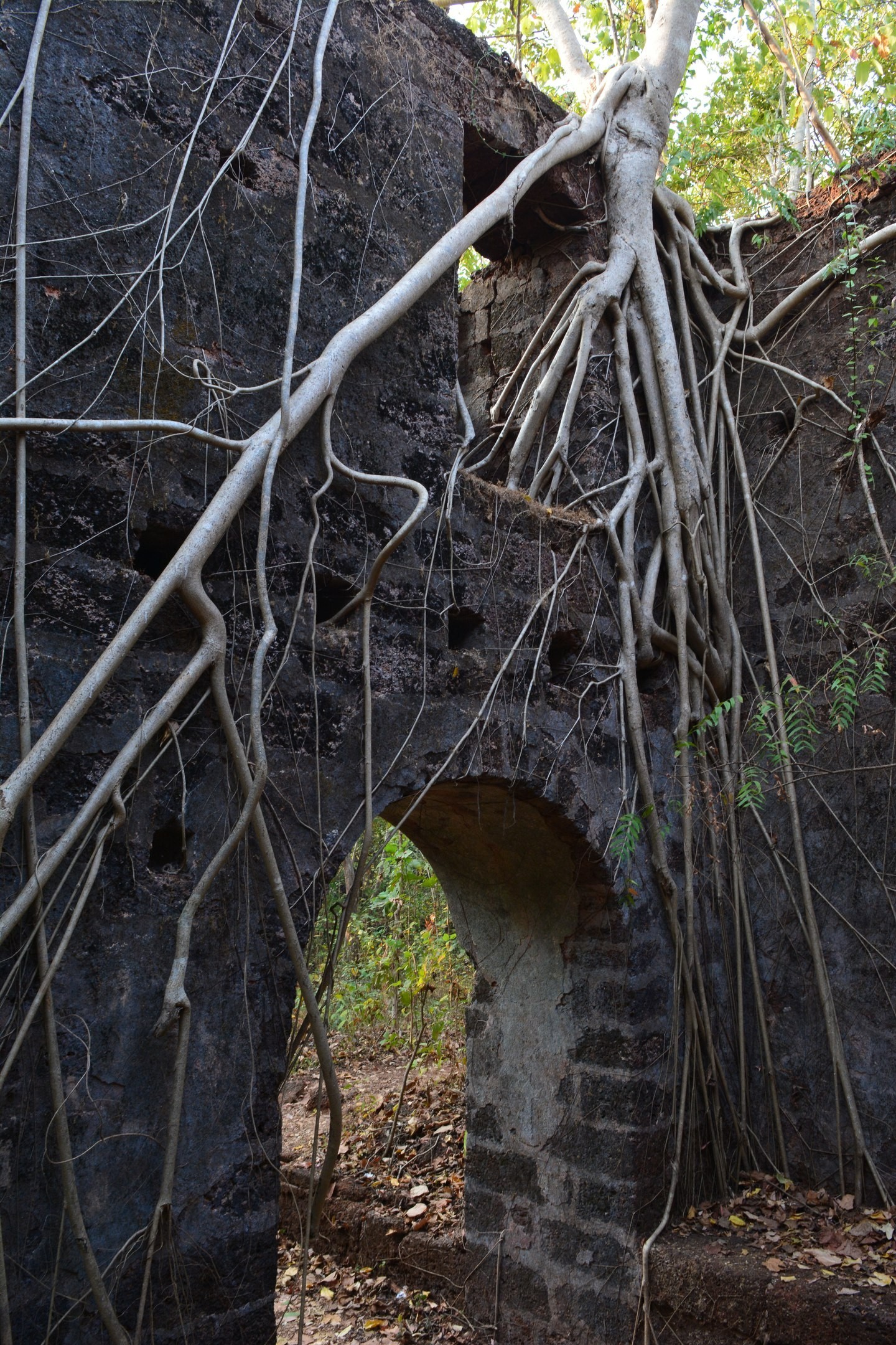 Jungle fort in north Goa - My, Travels, The photo, India, Goa, Abandoned, Fort, Longpost