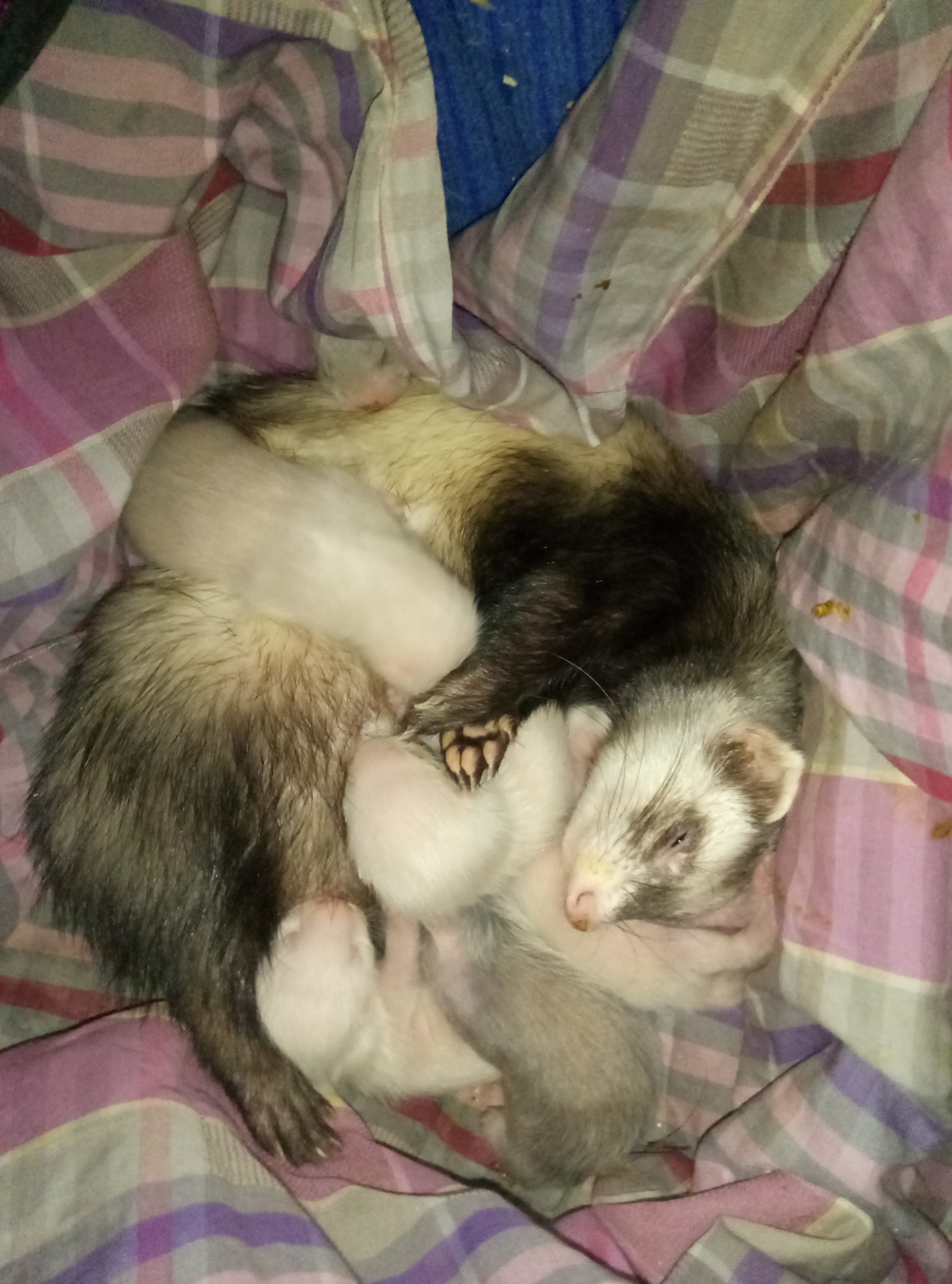 Predators eat their prey. - My, Ferret, , Animals, Predator