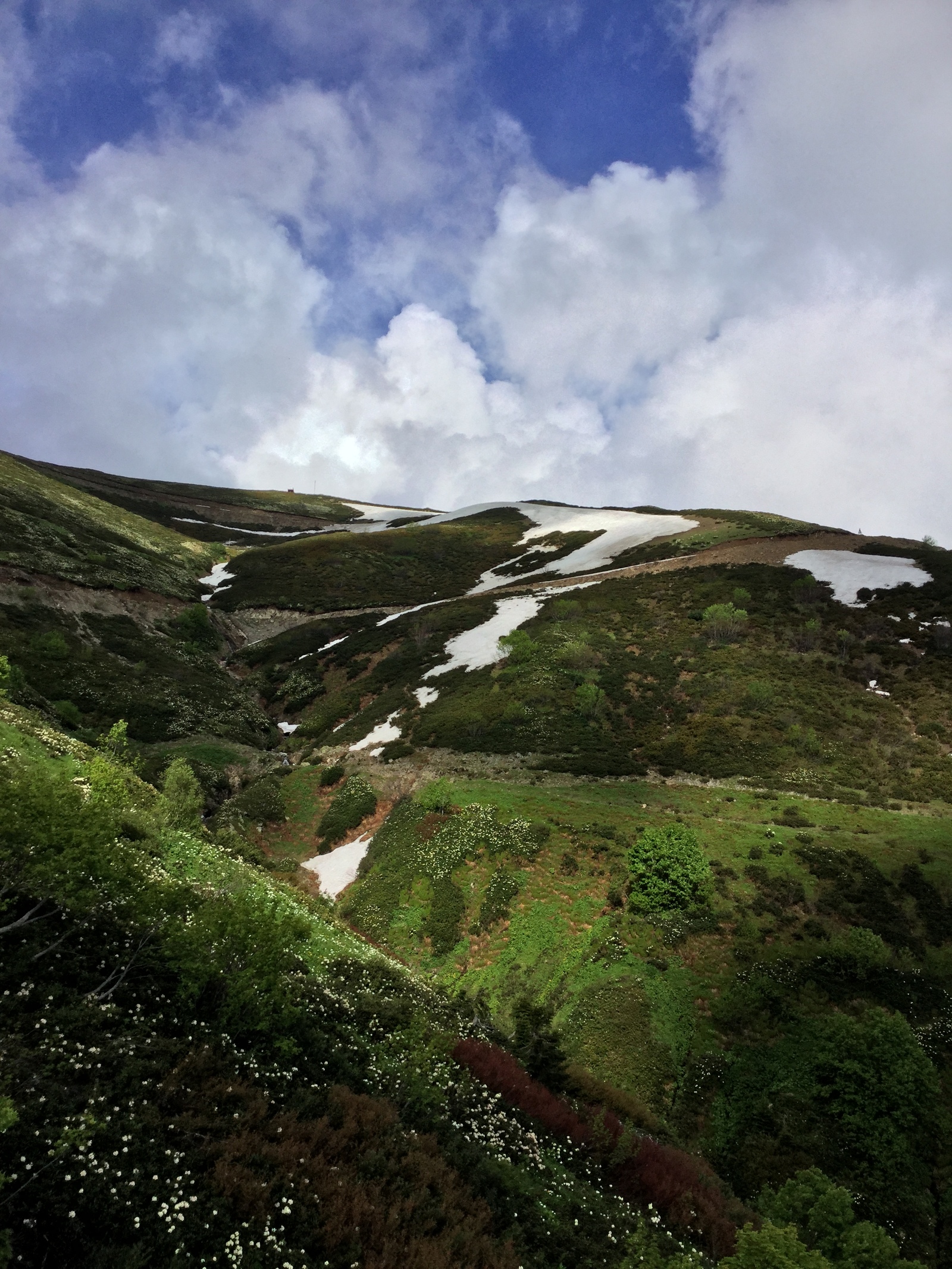 Rhododendrons in the mountains - My, Flowers, Russia, Sochi, The mountains, The photo, Longpost