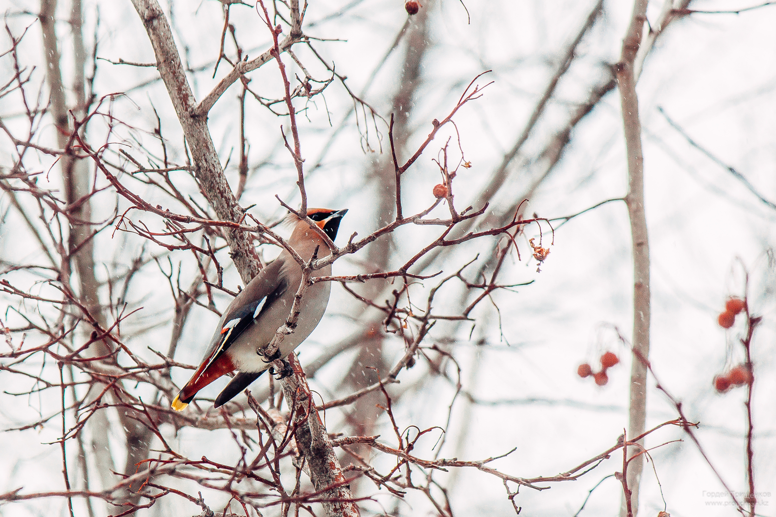 City birds waiting for spring - My, Uralsk, Kazakhstan, The photo, Birds, Longpost