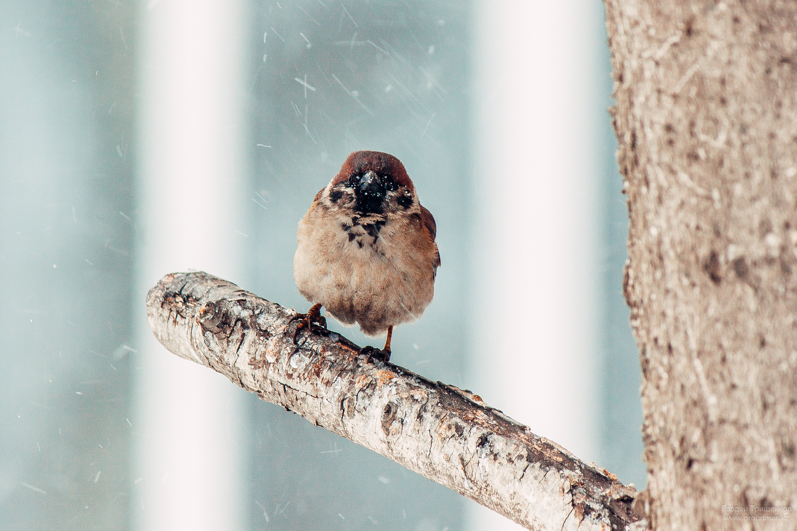 City birds waiting for spring - My, Uralsk, Kazakhstan, The photo, Birds, Longpost