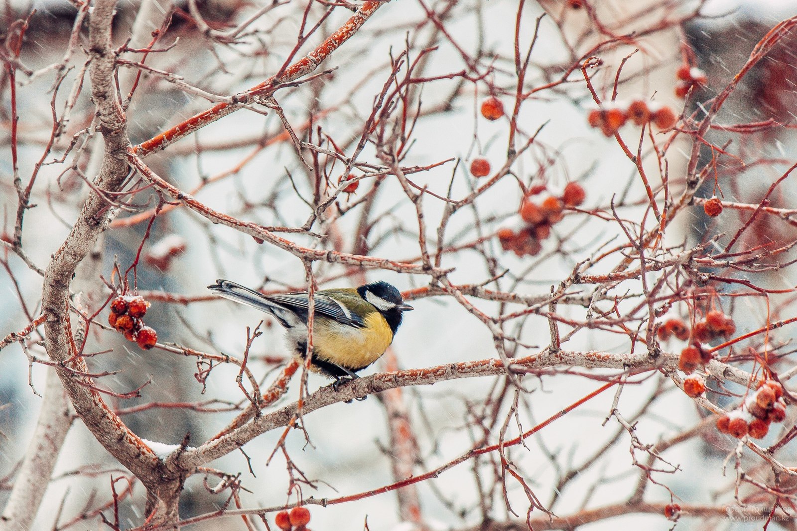 City birds waiting for spring - My, Uralsk, Kazakhstan, The photo, Birds, Longpost