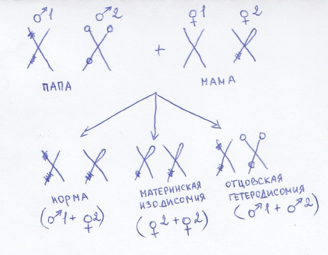 A little about non-traditional types of inheritance of genetic pathology. - My, Genetics, Education, , The science, Hordes, Mitochondria, Expansion, Longpost, Genetic diseases