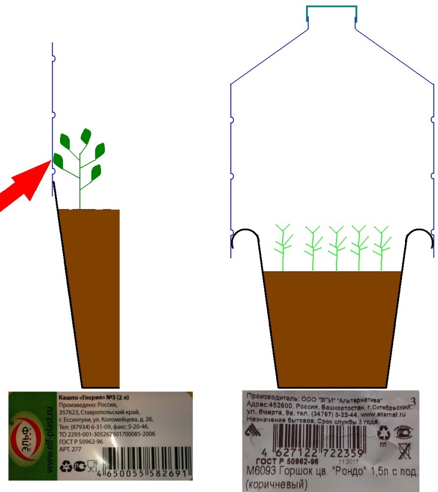 We are waiting for spring. - My, Larch, Barberry, Seedling, Description, Longpost