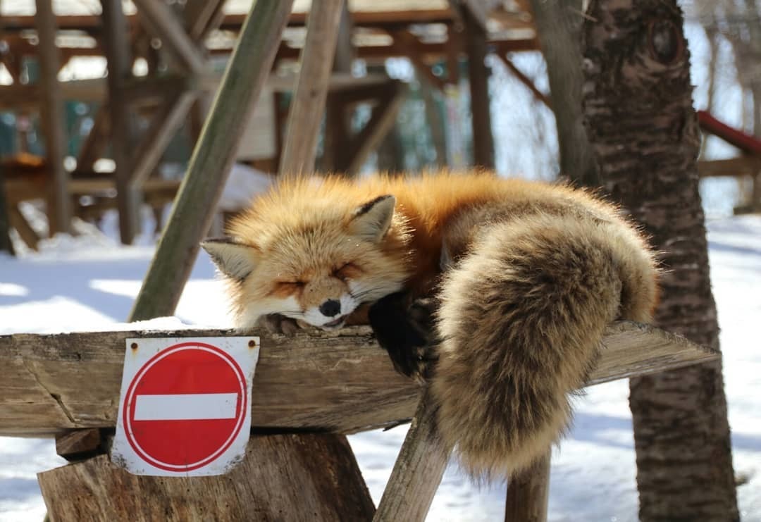 The passage is closed. Quiet time ^.^ - Fox, Fyr, Animals