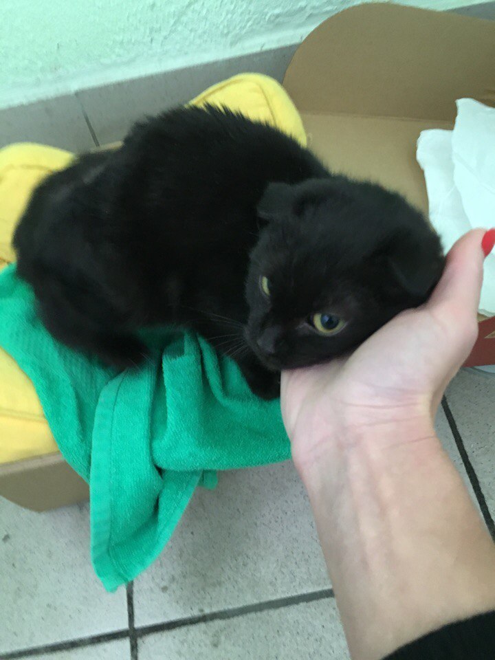 A homeless thoroughbred kitten needs caring owners. - My, cat, Animal shelter, Help, Helping animals, Looking for a home, In good hands, Longpost, No rating