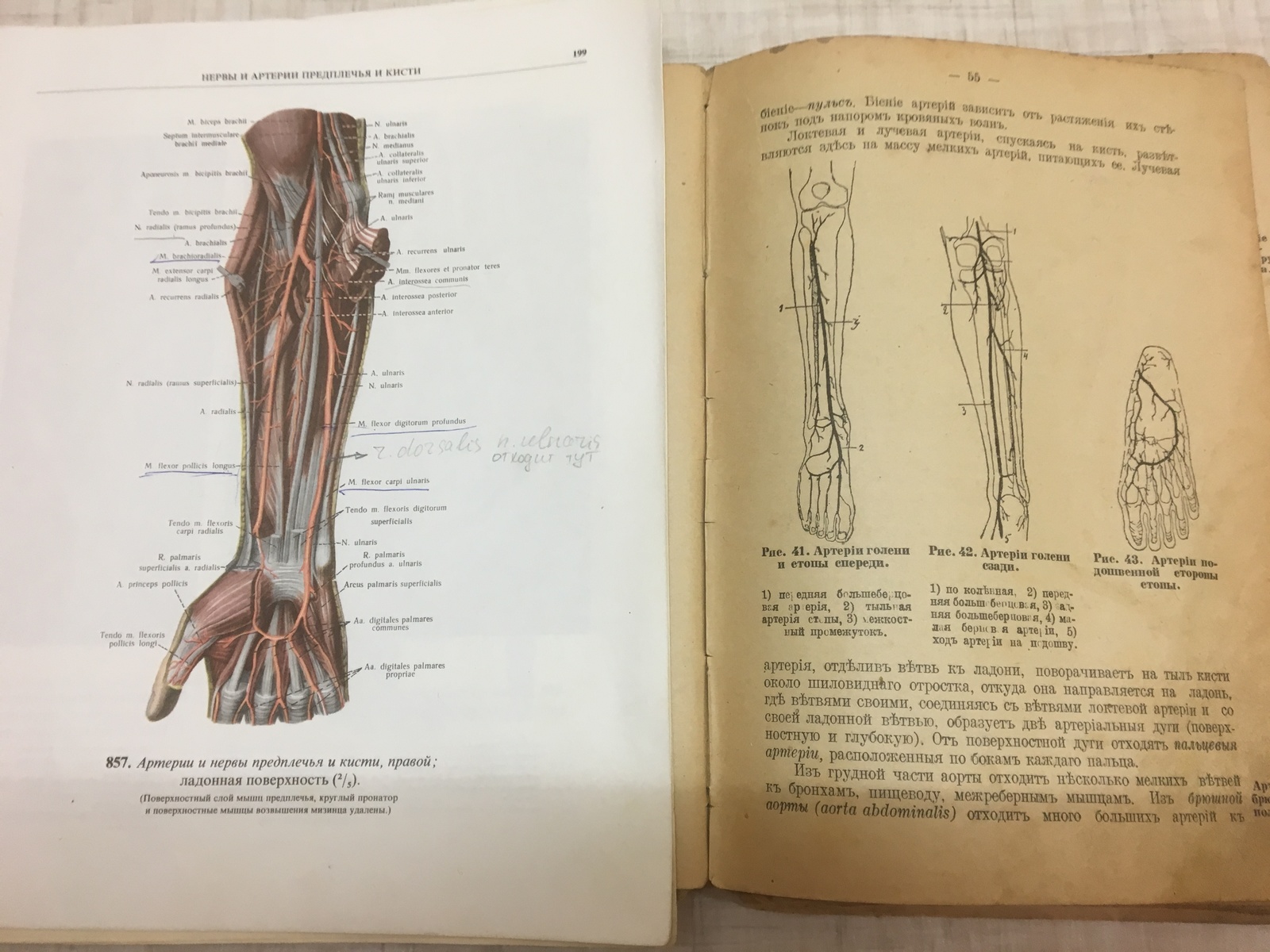 Old book. Leadership of company paramedics. Anatomy and Physiology - My, Books, Old books, The medicine, Longpost