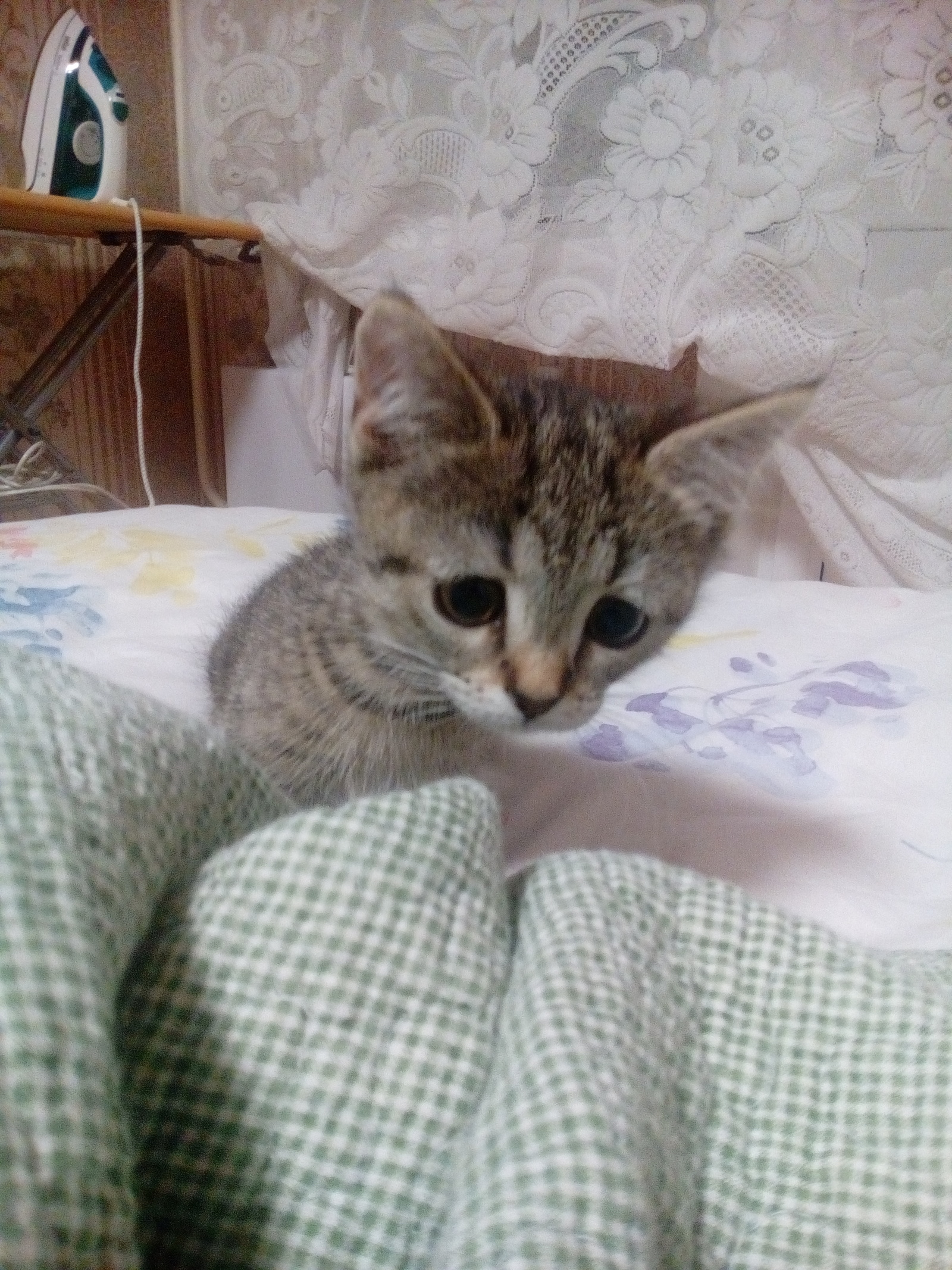 Little Kus - My, cat, Catomafia, Kus, Longpost