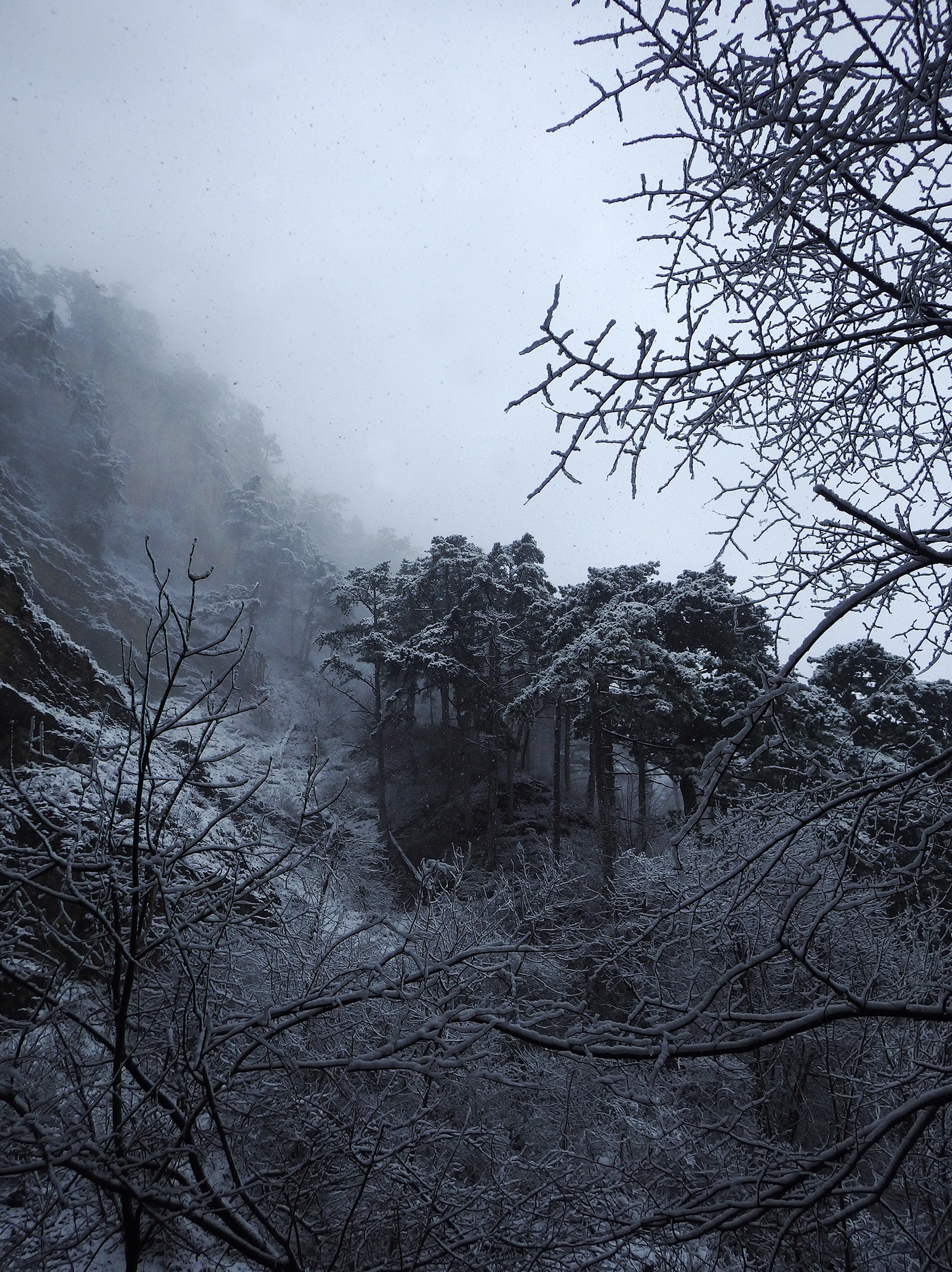 Pines in the snow - My, Snow, Crimea, Crimean Mountains