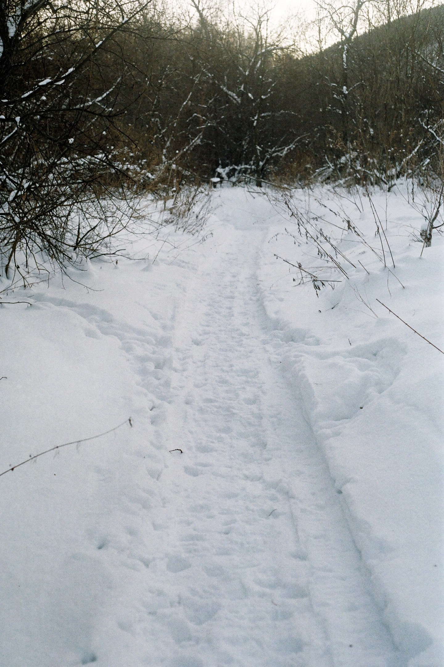 A series of shots in the winter forest - My, Winter, Film, Siberia, Walk, Krasnoyarsk region, Longpost