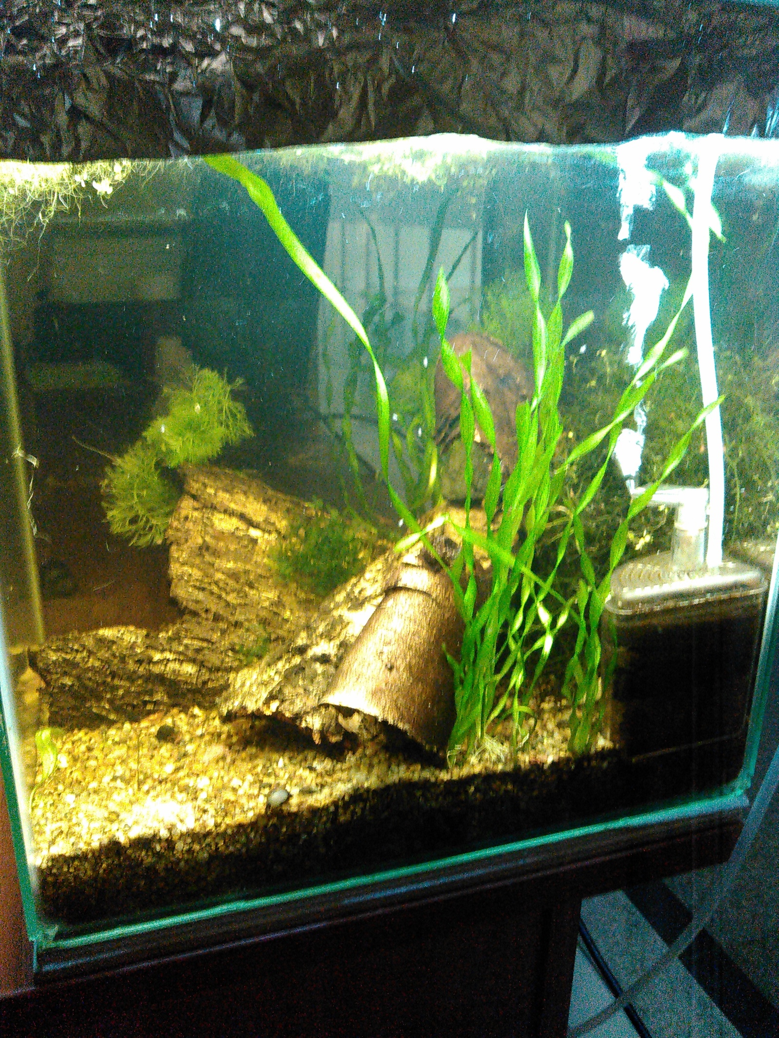 My shrimp farmer: how it all started or can I create a sustainable ecosystem? - My, Aquarium, Aquarium shrimp, Nanoaquarium, Especially for Peekaboo, Video, Longpost