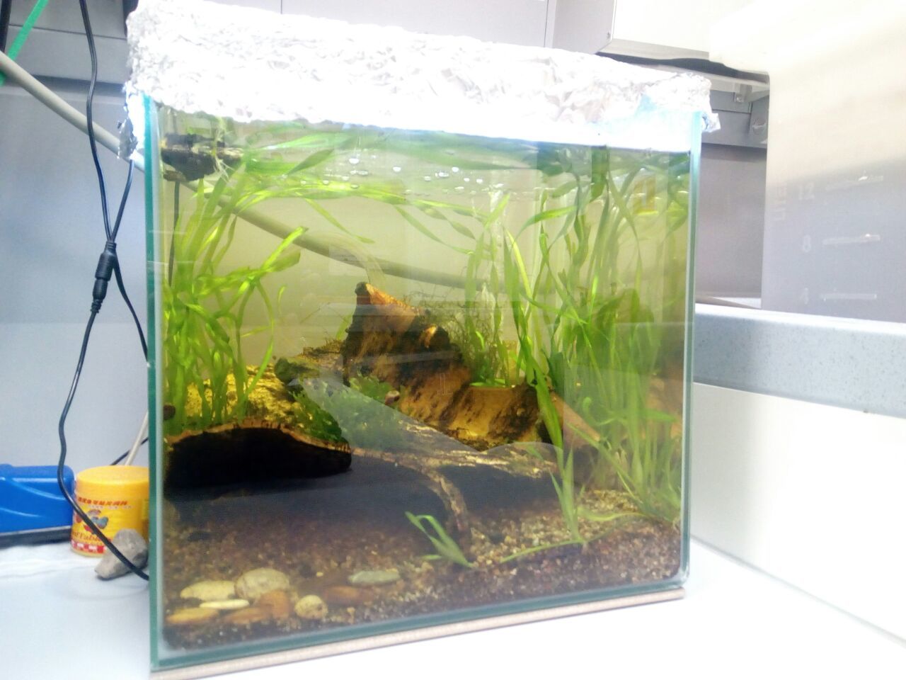 My shrimp farmer: how it all started or can I create a sustainable ecosystem? - My, Aquarium, Aquarium shrimp, Nanoaquarium, Especially for Peekaboo, Video, Longpost