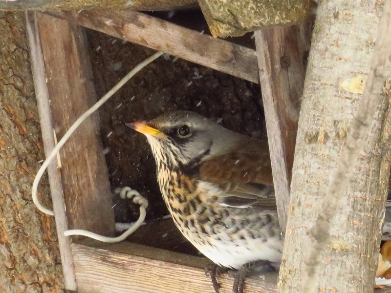 Birds of the Lyublino region - My, Birds, The photo, My, Longpost, Bird watching, 