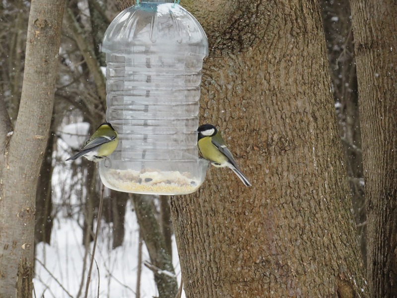 Birds of the Lyublino region - My, Birds, The photo, My, Longpost, Bird watching, 